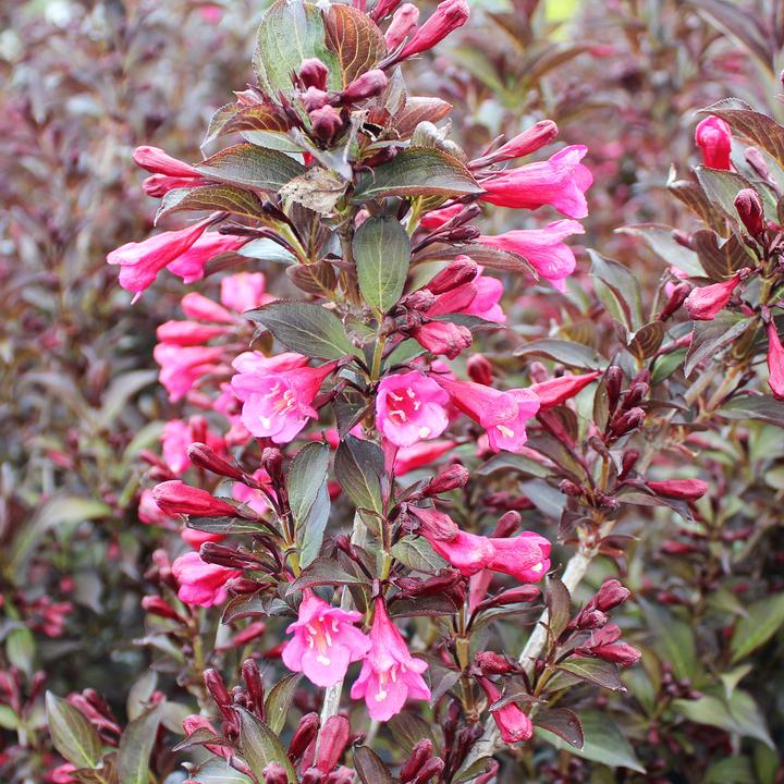 Immagine prodotto Zulauf Weigelie / Weigela florida 'Alexandra'® (80 cm)
