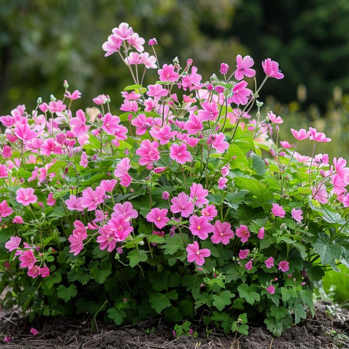 Actual product image Plant in a Box Anisodontea capensis 'El Rayo' - Set of 6 Cape Mallow (25 cm)