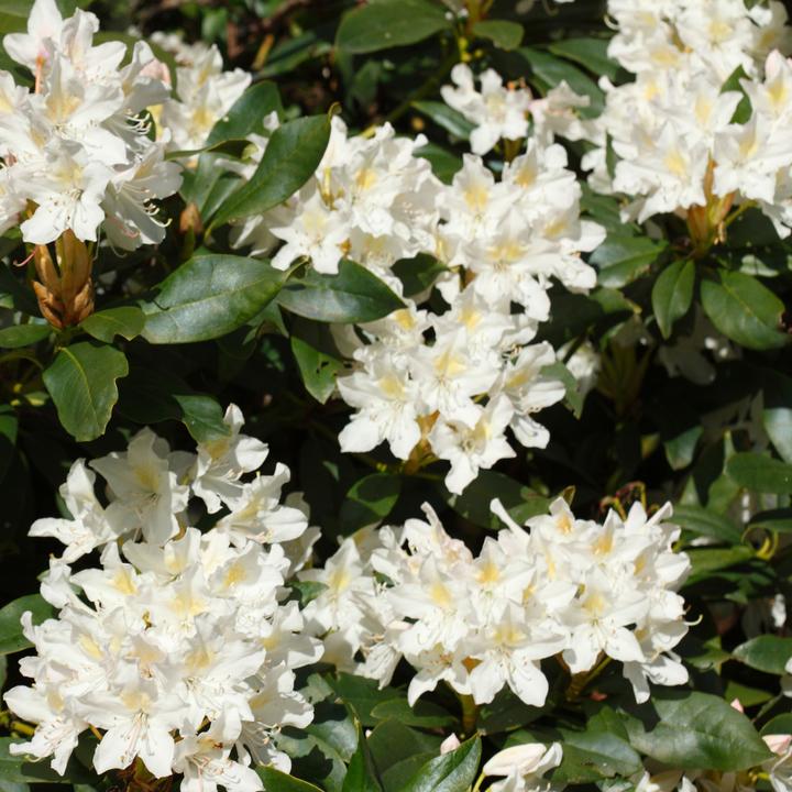 Produktbild Plant in a Box Rhododendron catawbiense purple, Cunningham's White, Elegans Pink - 6er Set Gartenpflanzen (25 cm)