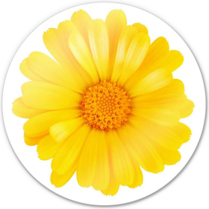 Actual product image Trenddeko Gerbera yellow - round (Ø 70 cm)