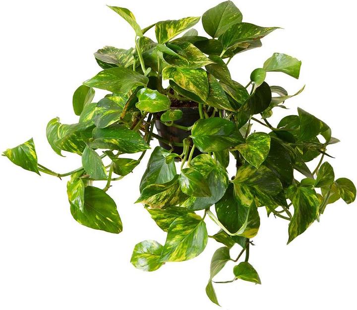 Actual product image VEG and the City Firat (Ivy Epipremnum aureum) (20 cm)