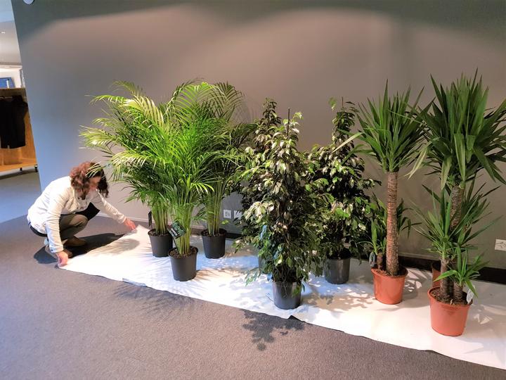 Immagine prodotto Rutishauser Blumen Ficus (130 cm)