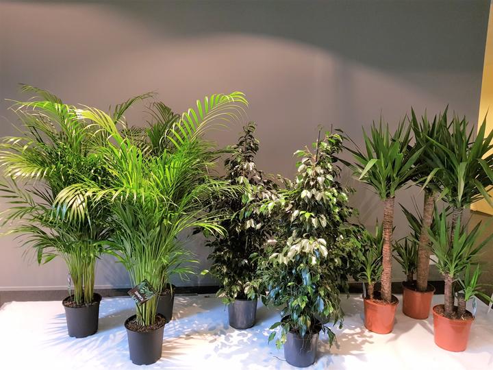 Immagine prodotto Rutishauser Blumen Ficus (130 cm)