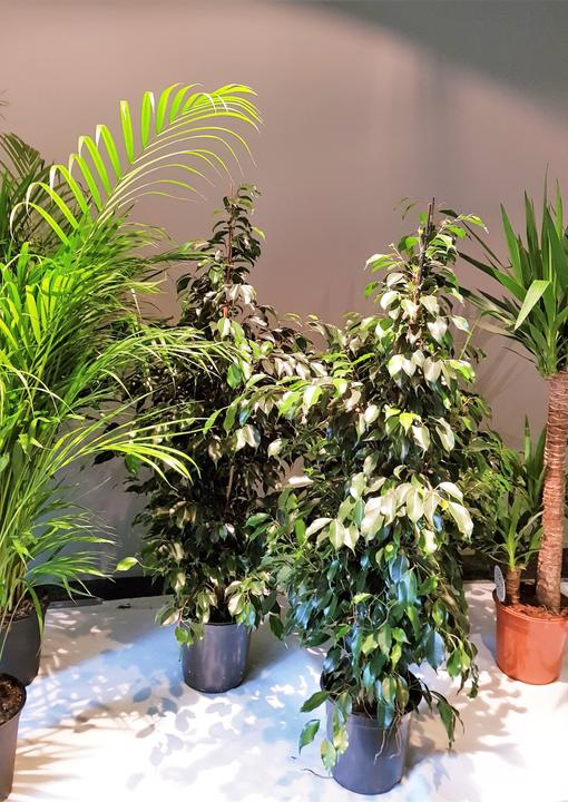 Immagine prodotto Rutishauser Blumen Ficus (130 cm)