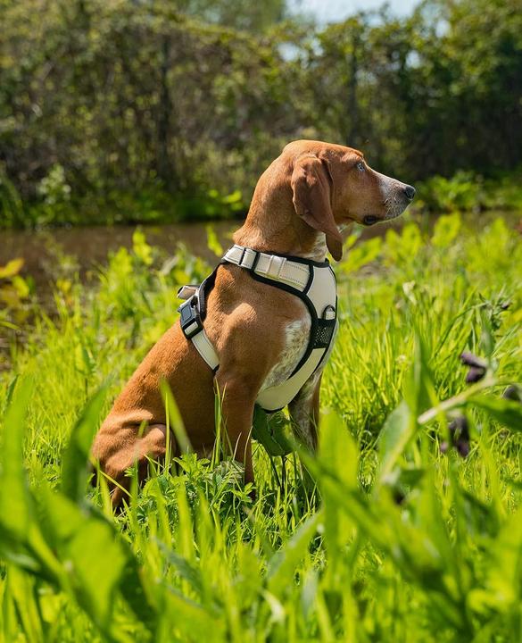 Image du produit Ionto Gepolstertes Hundegeschirr (M, Chien, Sport canin)