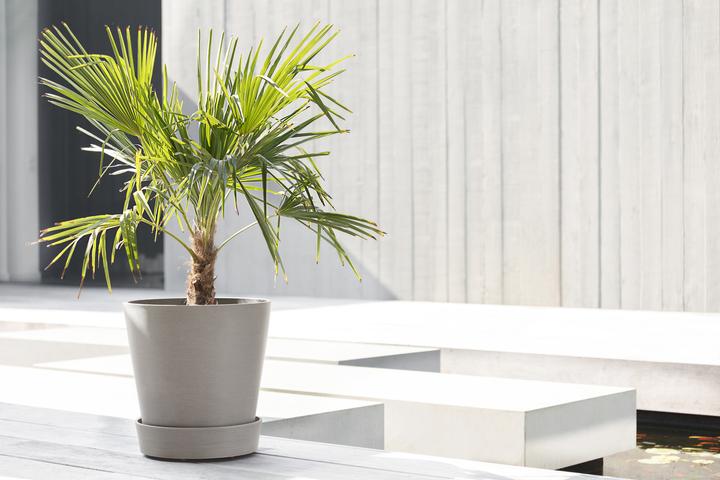 Actual product image Ecopots Saucer on Wheels