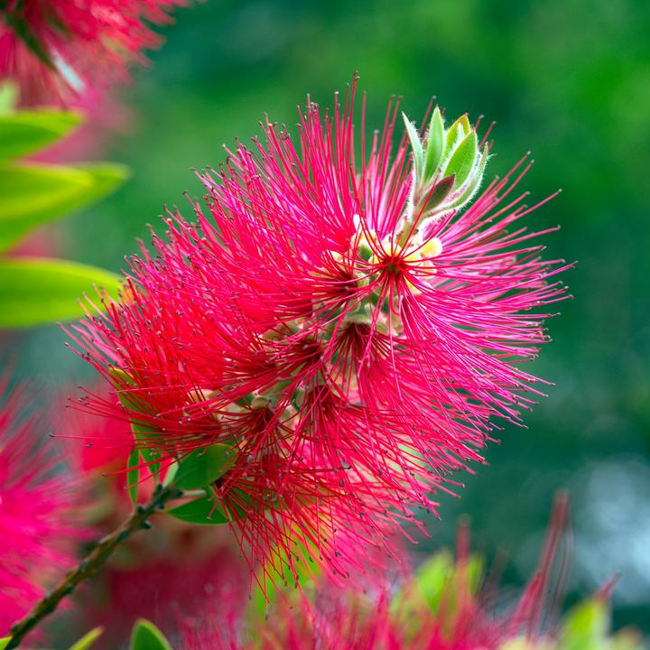 Immagine prodotto Plant in a Box Callistemon citrinus 'Splendens' - Pulitore per lampade (90 cm)