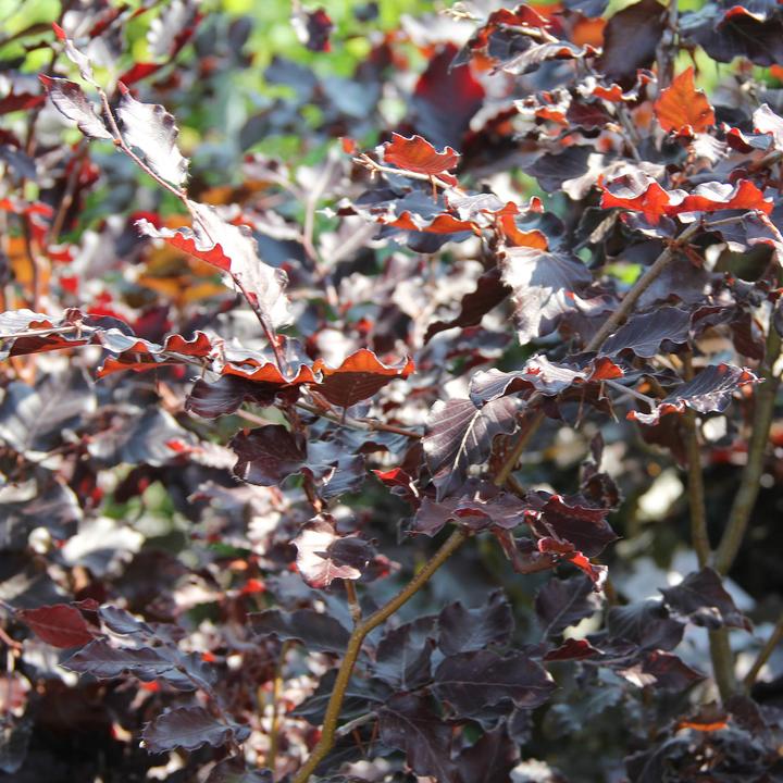 Actual product image Zulauf Blut-Buche / Fagus syl. 'Purpurea' (80 cm)