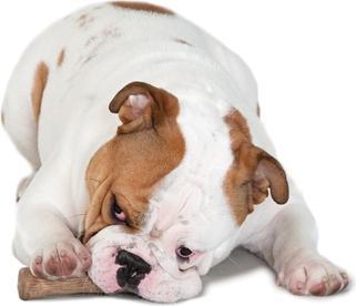 Actual product image Petstages Durable Stick M (Retrieval)
