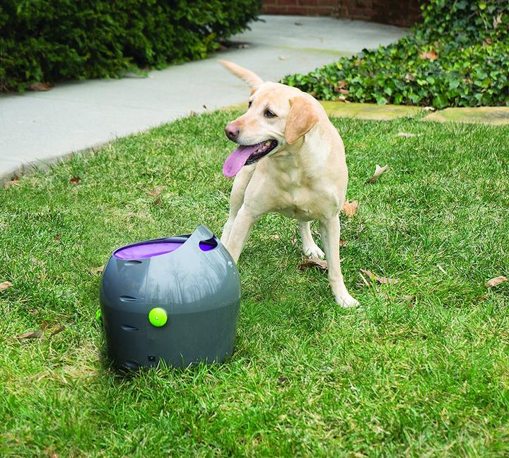 Image du produit PetSafe Lanceur de balles (Jouet à balle chien)