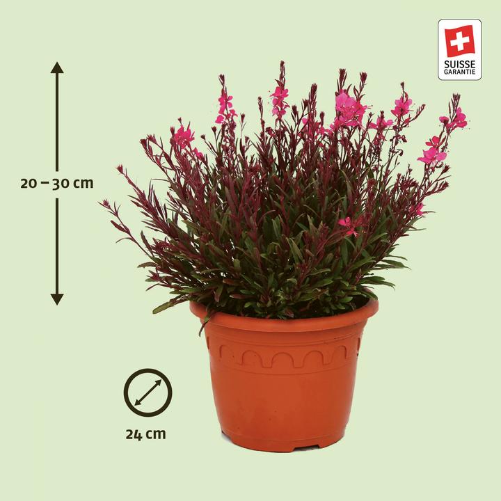 Actual product image Zulauf Lindheimer's Beeblossom (30 cm)