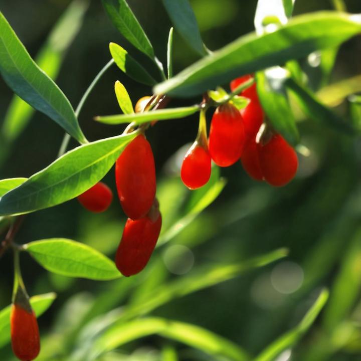 Produktbild Plant in a Box Lycium barbarum - 3er Set Goji Pflanzen (25 cm)