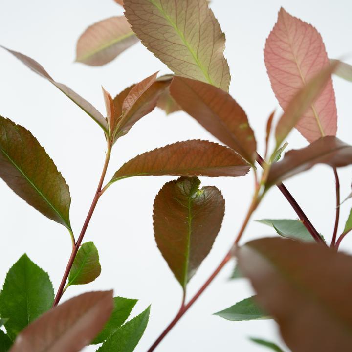 Actual product image Plant in a Box Photinia fraseri Red Robin - set of 2 loquat plants (30 cm)