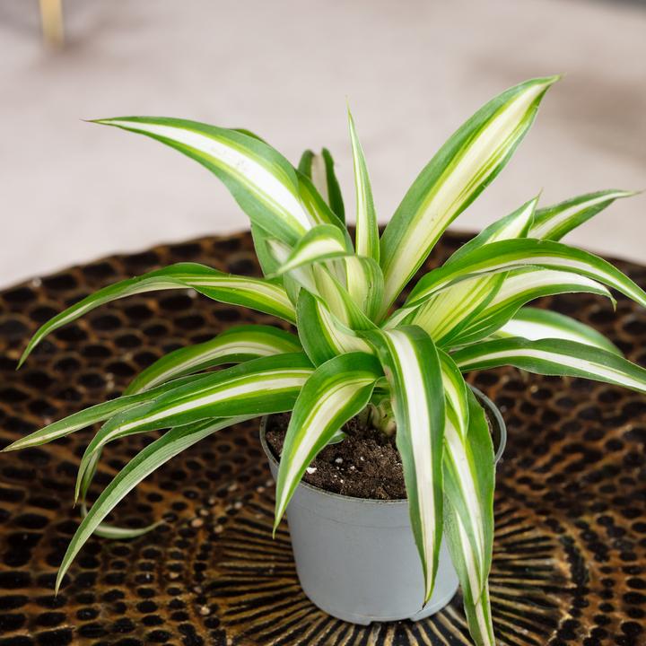 Immagine prodotto Flowerbox Giglio verde - Chlorophytum Comosum Variegata (15 cm)
