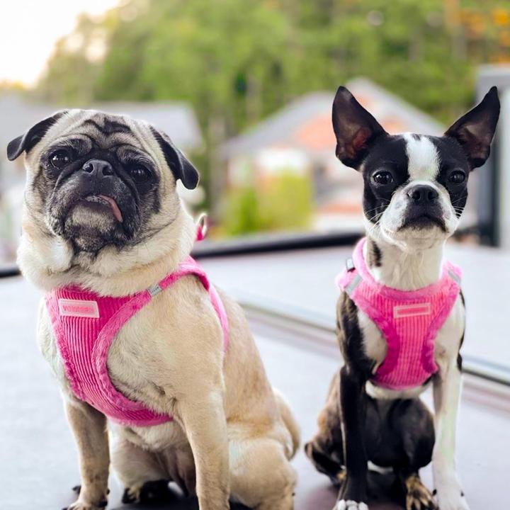 Image du produit Voyager Step-In Plüsch-Hundegeschirr für kleine/mittelgrosse Hunde (M, Chien)