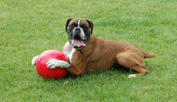 Produktbild Company of Animals Boomer Ball (Ballspielzeug Hund)