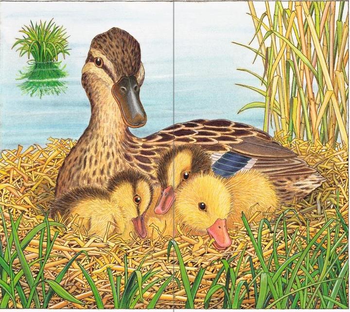 Produktbild Ravensburger Ich bin die kleine Ente (Deutsch, Helmut Spanner, 2016)