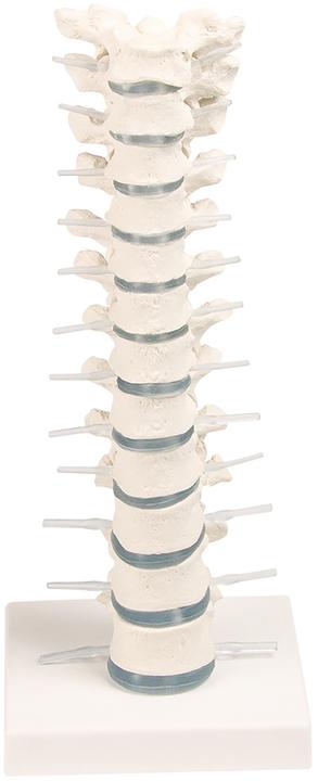 Actual product image Erler Zimmer Erler room thoracic spine (Plastic)