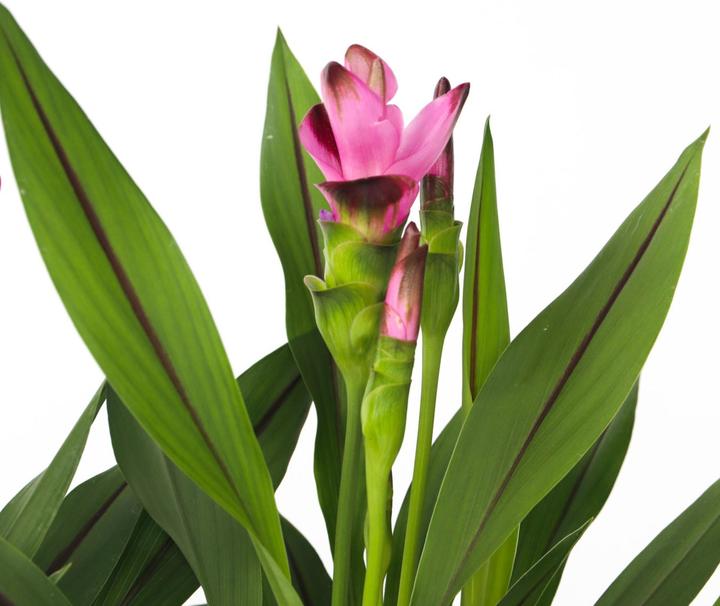 Immagine prodotto Plant in a Box Curcuma alismatifolia 'Siam Splash' - Kurkumen (40 cm, Amichevole per gli animali)