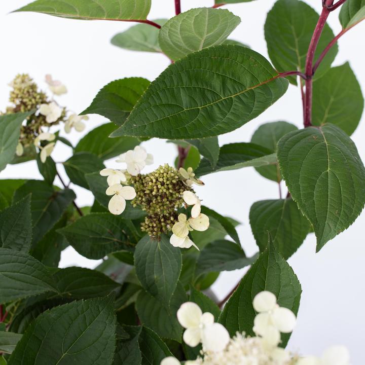 Image du produit Plant in a Box Hydrangea paniculata 'Early Harry' - Lot de 2 hortensias (25 cm)