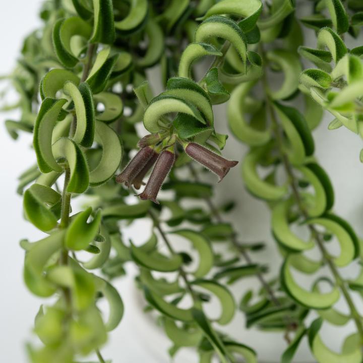 Immagine prodotto Plant in a Box Aeschynantus Twister - Set di 2 piante Twister (20 cm)