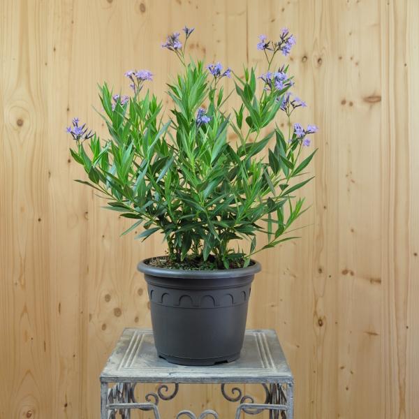 Image du produit Säntispracht L'étoile tubulaire bleue - Amsonia tabernaemontana 'Blue Ice (50 cm)