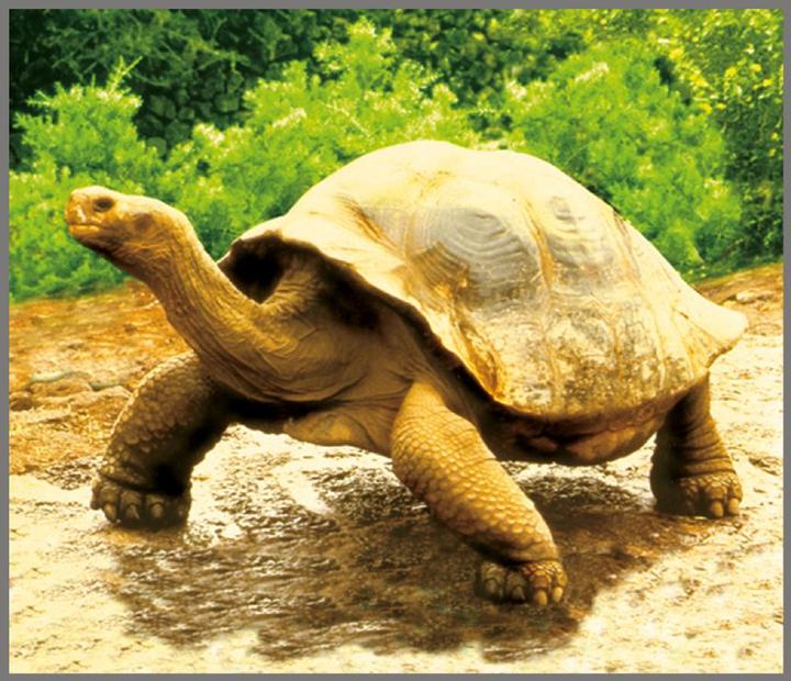 Immagine prodotto Brainstorm Torcia per animali e proiettore (Tedesco, Francese, Italiano, Inglese)