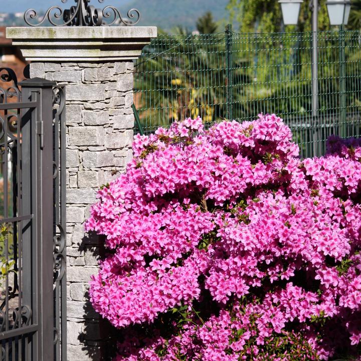 Actual product image Plant in a Box Rhododendron azalea 'Anouk' - set of 2 azaleas (25 cm)