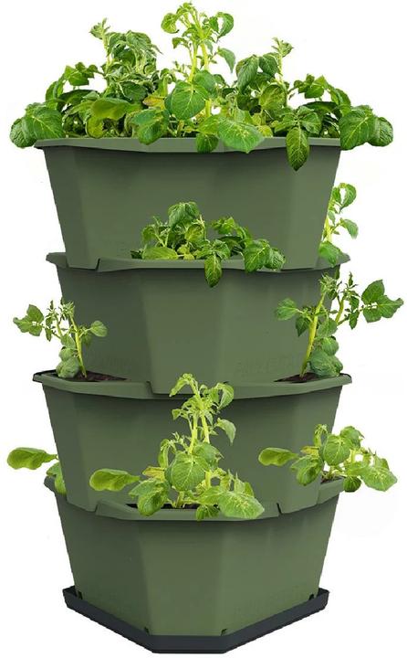 Image du produit Gusta Garden Paul Potato (38.80 cm)