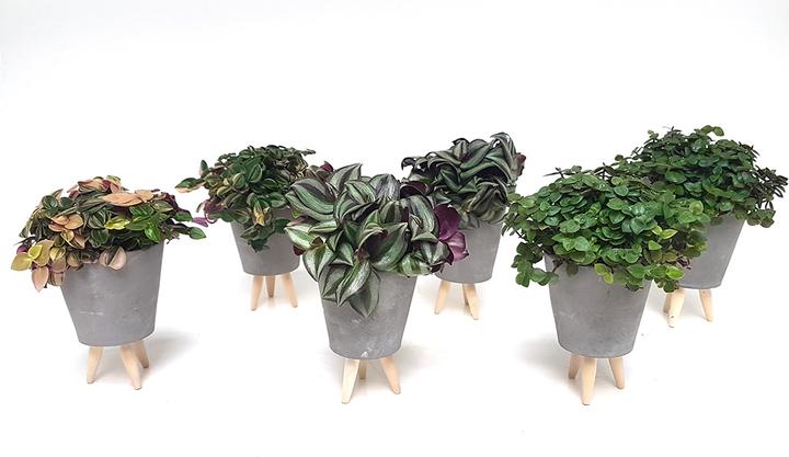 Image du produit Rutishauser Blumen Set de décoration de table de 6 (11 cm)