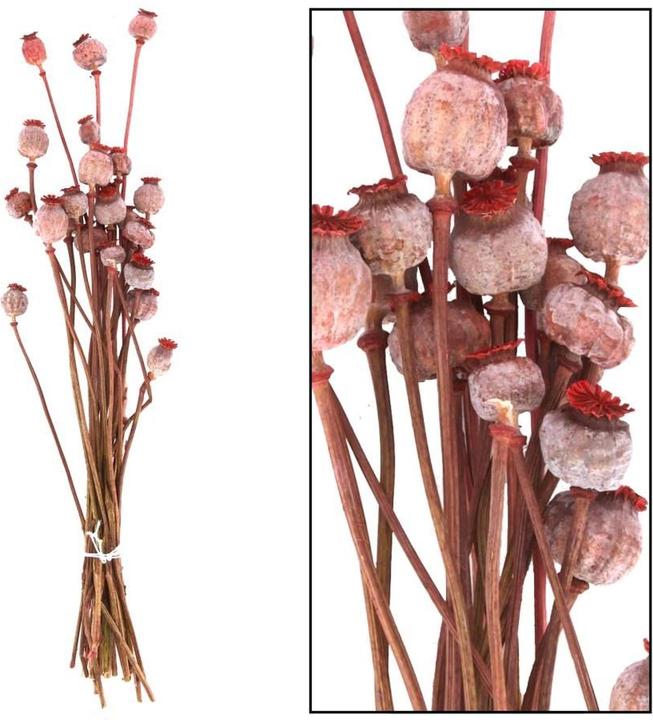 Actual product image Dijk Papaver Bunch holland (Dried flowers)