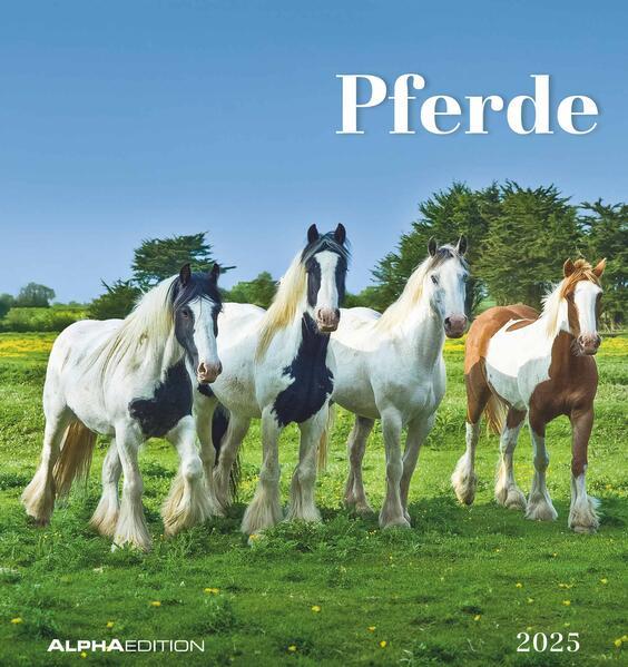 Produktbild Alpha Edition Pferde 2025 Postkartenkalender, 16x17cm, Kalender mit Postkarten zum Heraustrennen (16 x 17 cm, Deutsch)