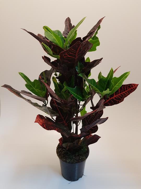 Image du produit Rutishauser Croton (60 cm)