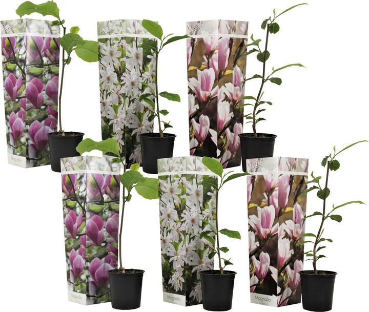 Actual product image Plant in a Box Magnolia susan, soulangeana, stellata (25 cm)
