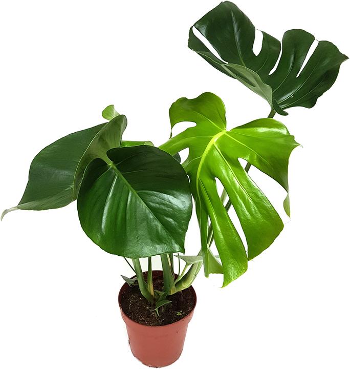 Rutishauser Blumen Monstera (60 cm)