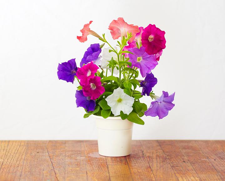 Actual product image Click and Grow Petunia (Flower seeds)