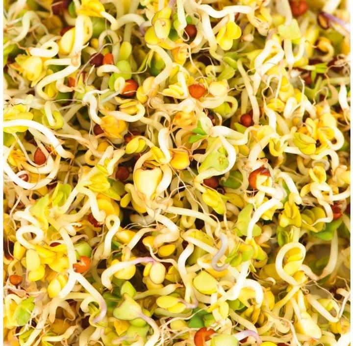 Actual product image Gusta Garden Seeds Microgreens Broccoli HARRY HERBS (Seedlings)