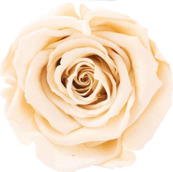 Immagine prodotto Flowerbox Confezione da 6 teste di rosa conservate Infinity Bloom XL (Fiori dell'Infinito)