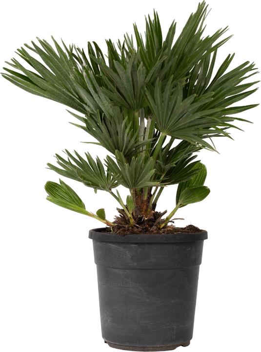 Image du produit Plant in a Box Chamaerops 'Vulcano' - Palmier nain volcanique (45 cm)