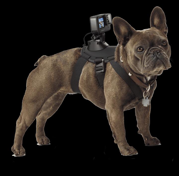Image du produit GoPro Fetch harnais pour chien (Héros 7, Universel, Action Osmo)