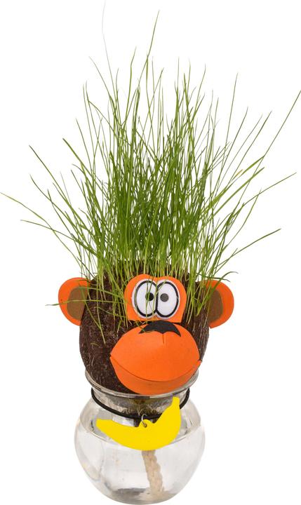 Image du produit Out of the blue Tête d'herbe dans les conteneurs Monkey