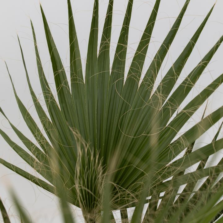 Image du produit Plant in a Box Washingtonia Robusta - Lot de 2 Palmiers-éventails mexicains (50 cm)