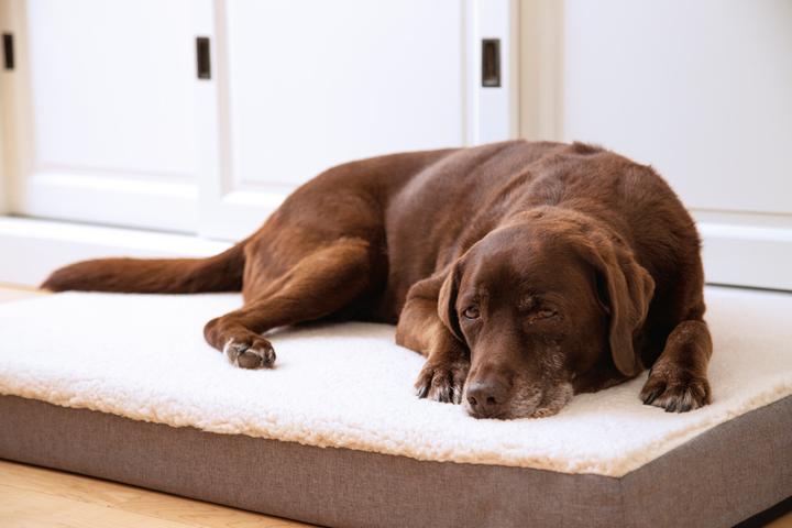 Immagine prodotto Beeztees Zira (Cane)