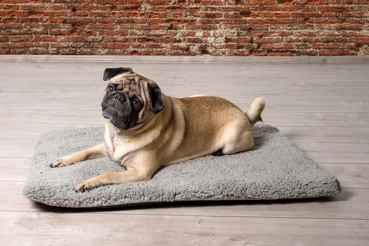 Produktbild Beeztees Ito (Hund)