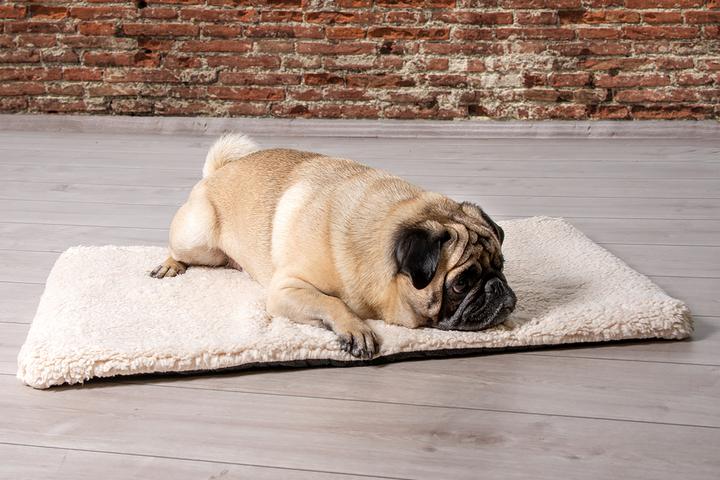 Actual product image Beeztees Ito (Dog)