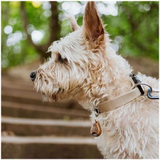 Produktbild Tickless Eco Pet (Hund, 1 ml)