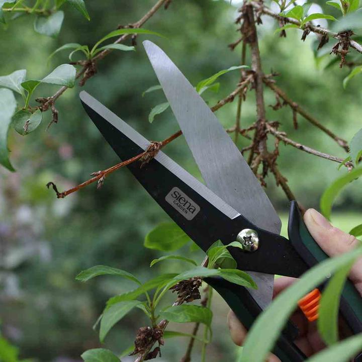 Produktbild Siena Garden Buchsbaumschere