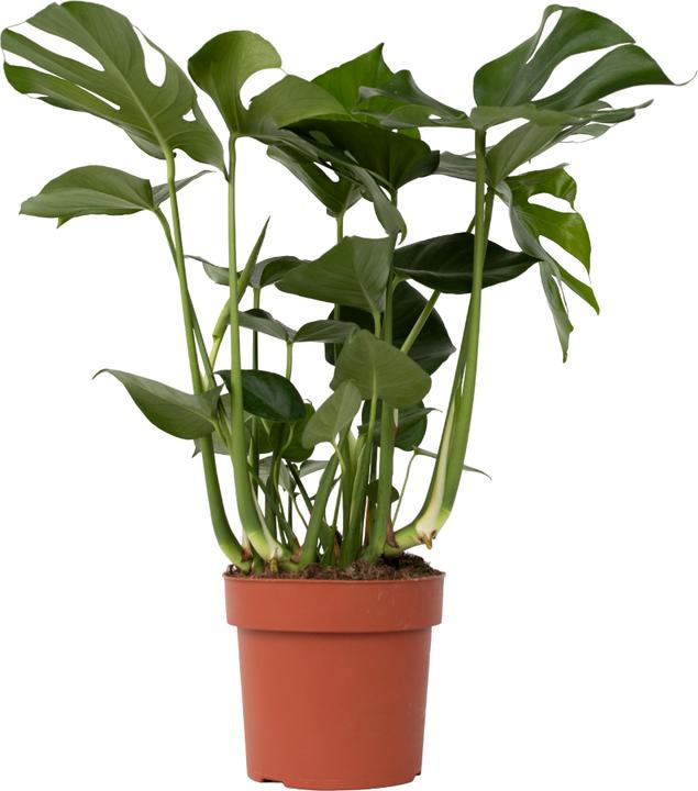 Produktbild Plant in a Box Monstera Deliciosa - Fensterblatt (80 cm)