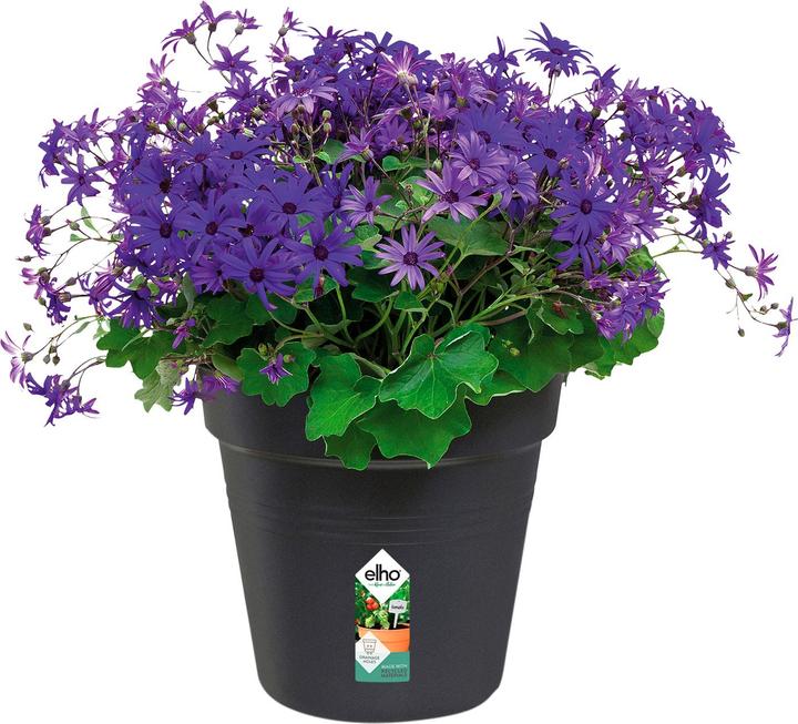Immagine prodotto Elho Green Basics (27 cm)