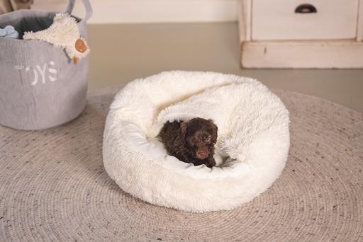Immagine prodotto Beeztees Letto per cuccioli Kiki (Cane)